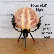 Load image into Gallery viewer, Sea Urchin Shell Lamp.
