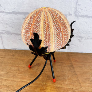 Sea Urchin Shell Lamp.